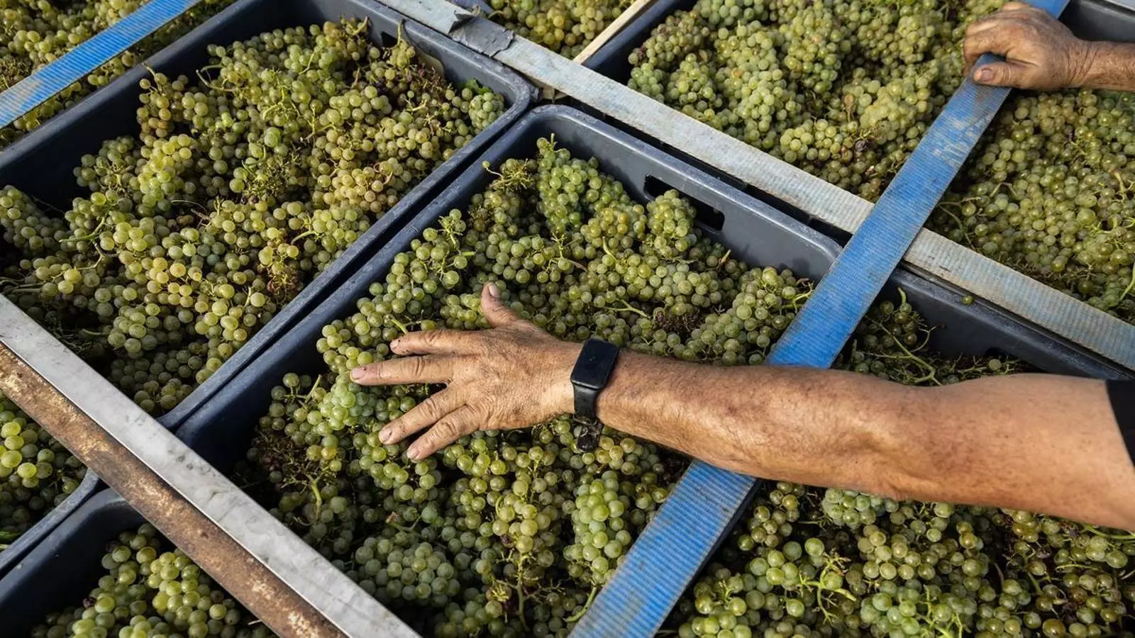 Caixes de raïm durant una jornada de verema a l'Alt Penedès, en una imatge d'arxiu.