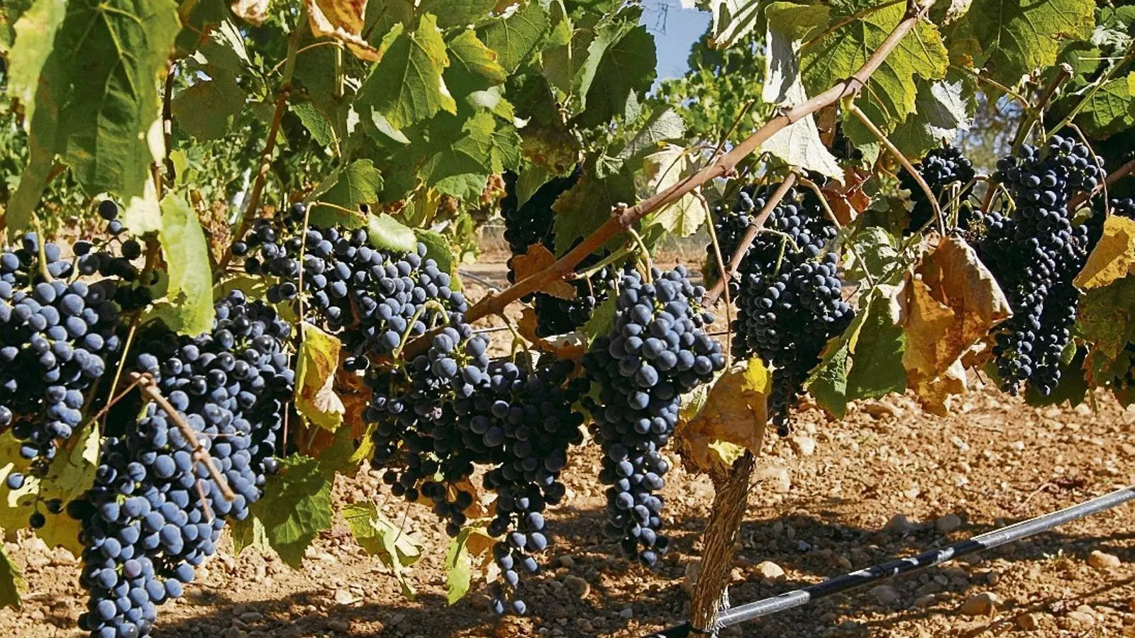‘Vinyòvol’ recull les paraules de
La vinya i el vi