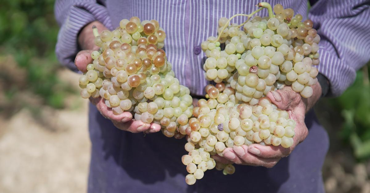 The heat rises and the wine lowers the alcohol: how is this possible?