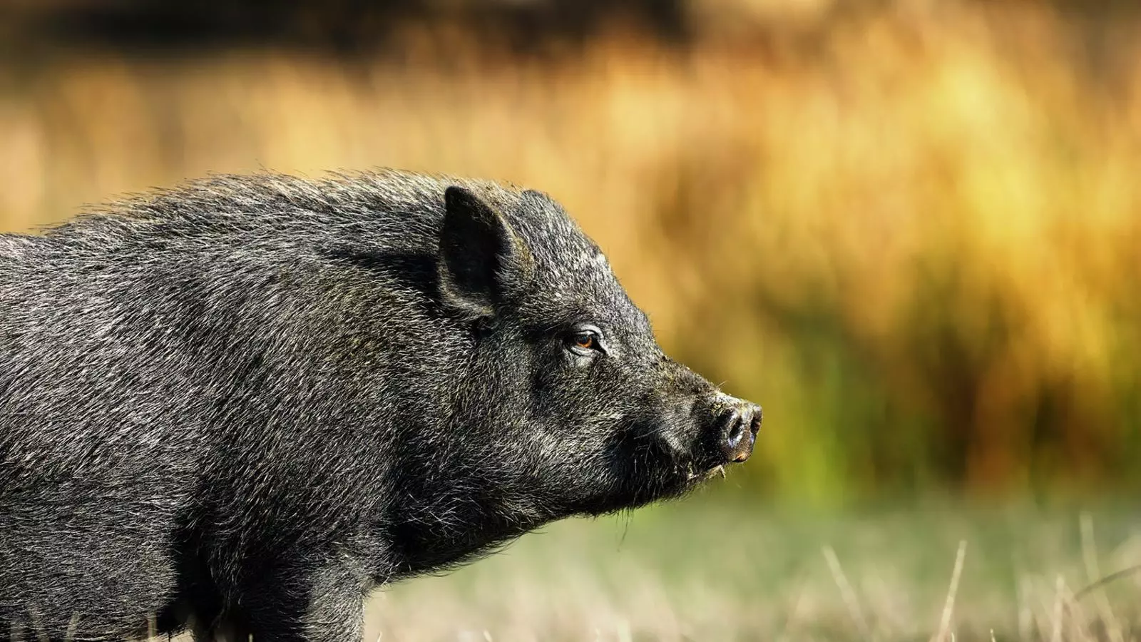 Del ‘superporc’ al julivert gegant: l’avanç de les espècies invasores