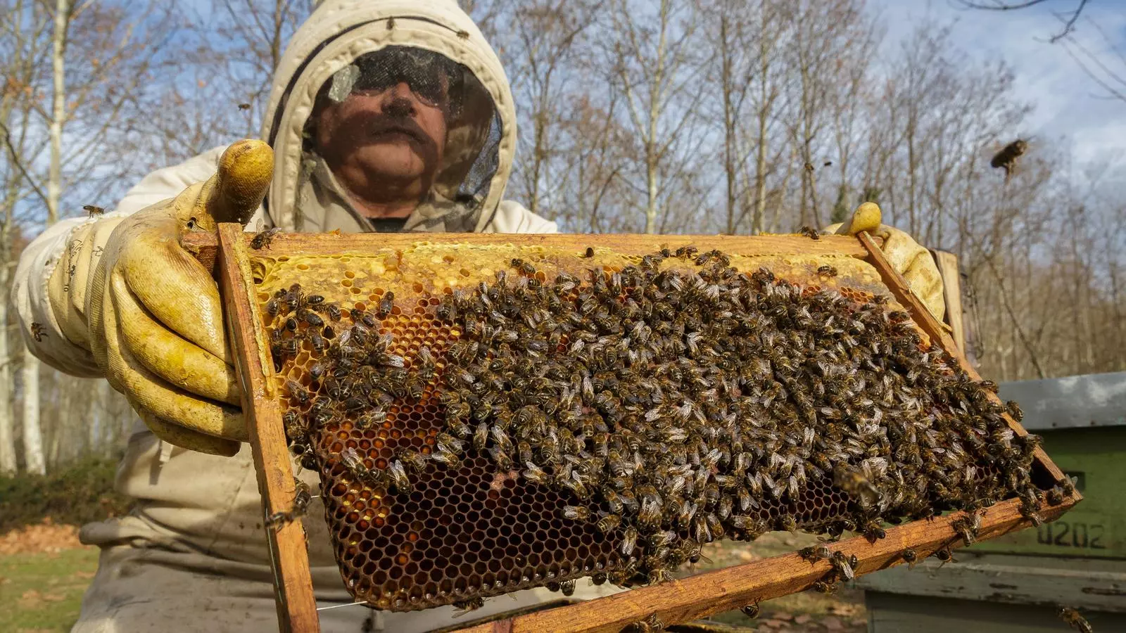 Un apicultor sosté un rusc amb desenes d’abelles.