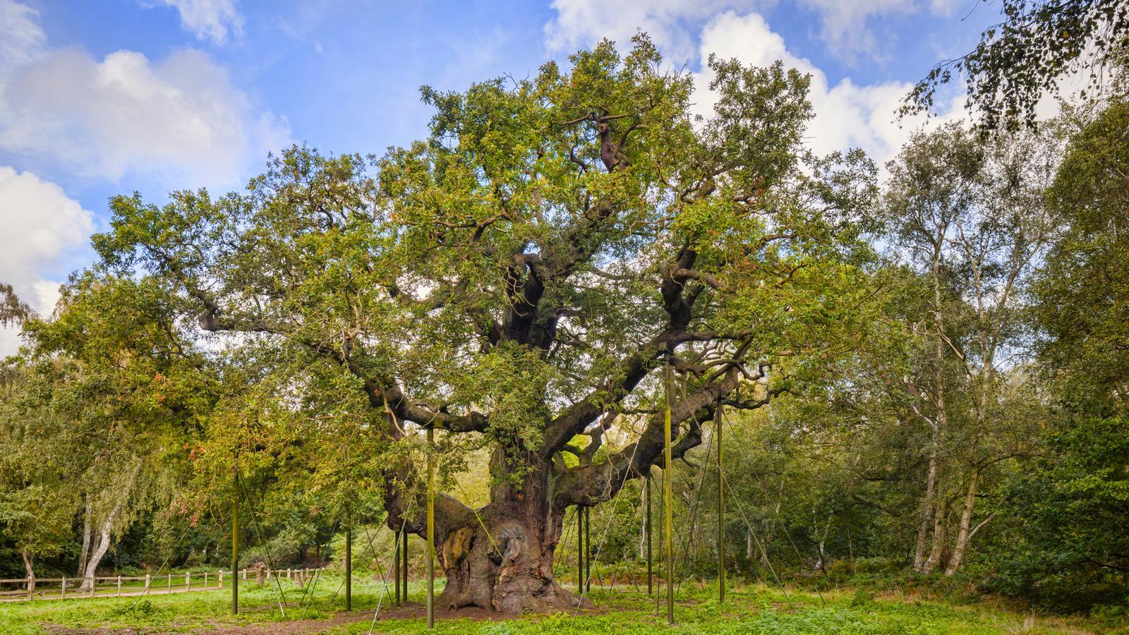Major Oak, the millennial tree of Sherwood linked to the legend of Robin Hood