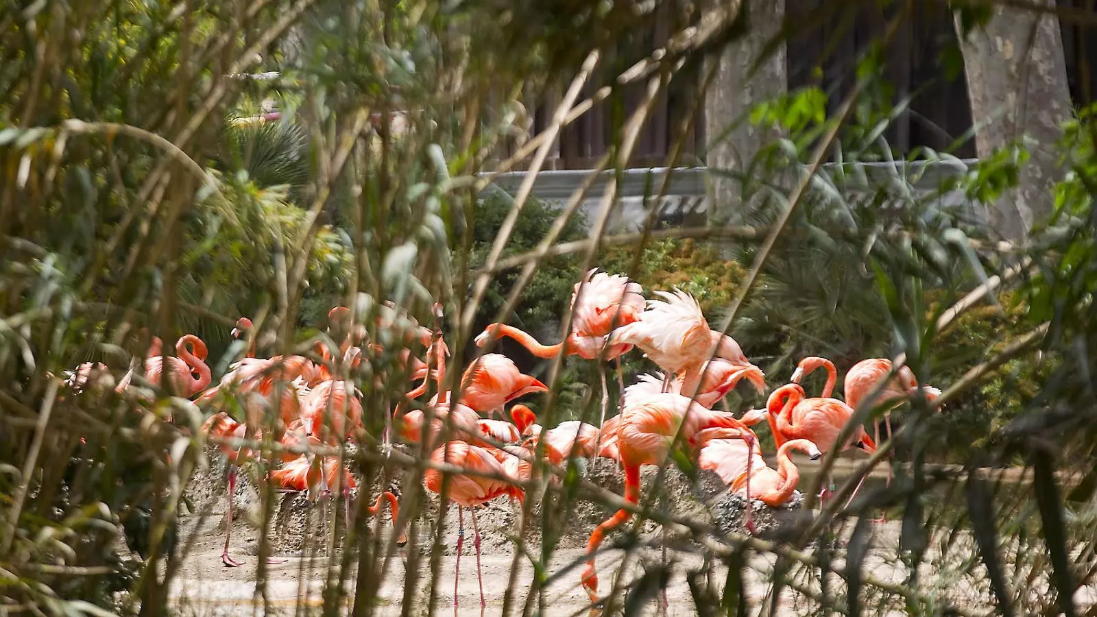 Imatge d’arxiu d’un grup de flamencs al Zoo de Barcelona.