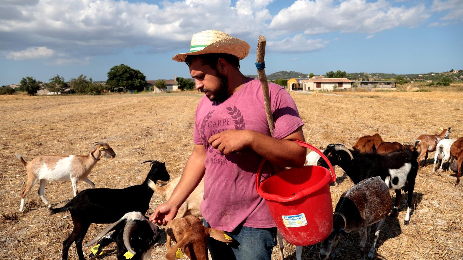 Jan Gómez da algarrobas a las cabras de la finca que tiene alquilada en el Pla de Mallorca.