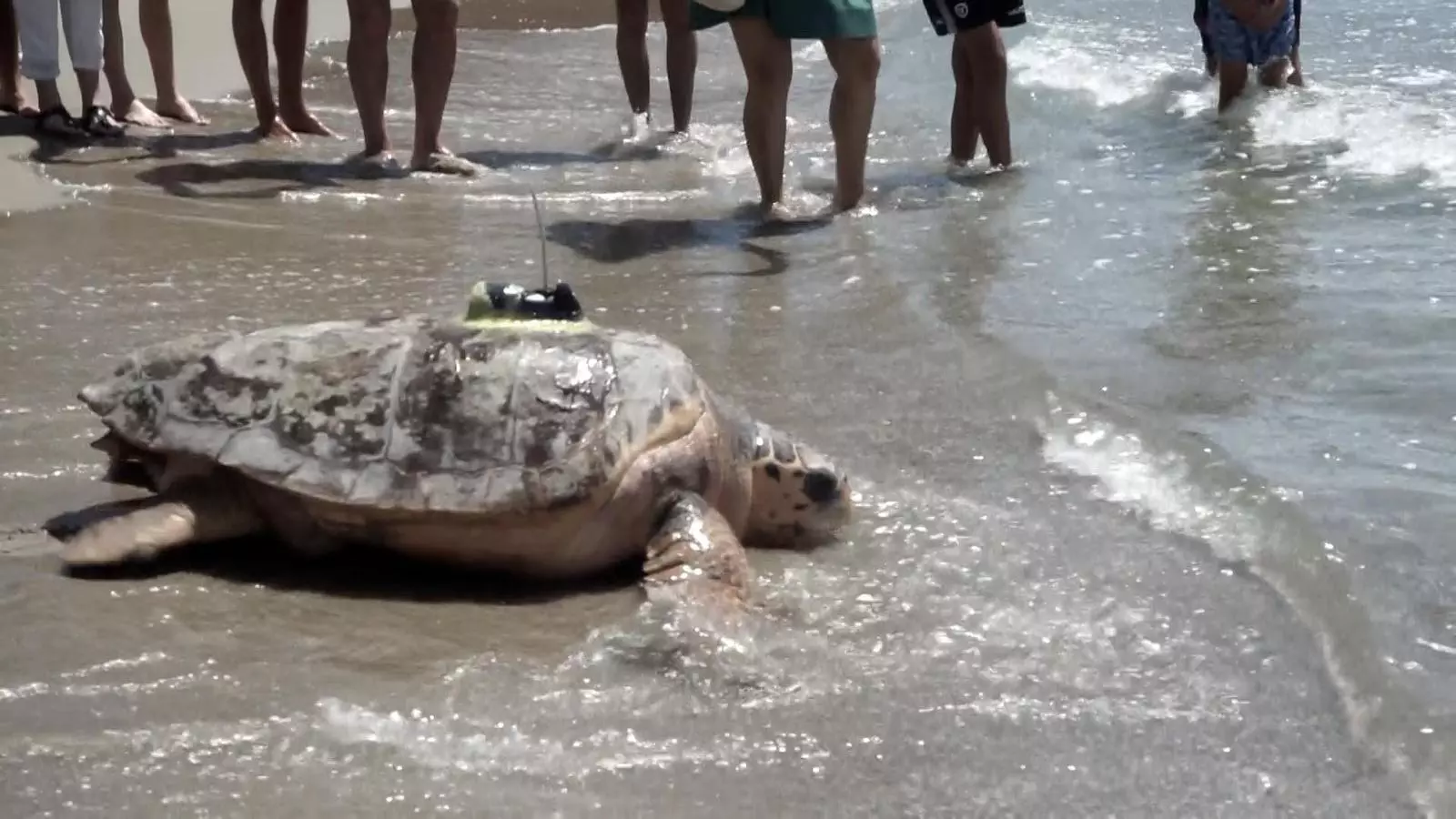 Imatge de la tortuga quan va ser alliberada a Castelló.