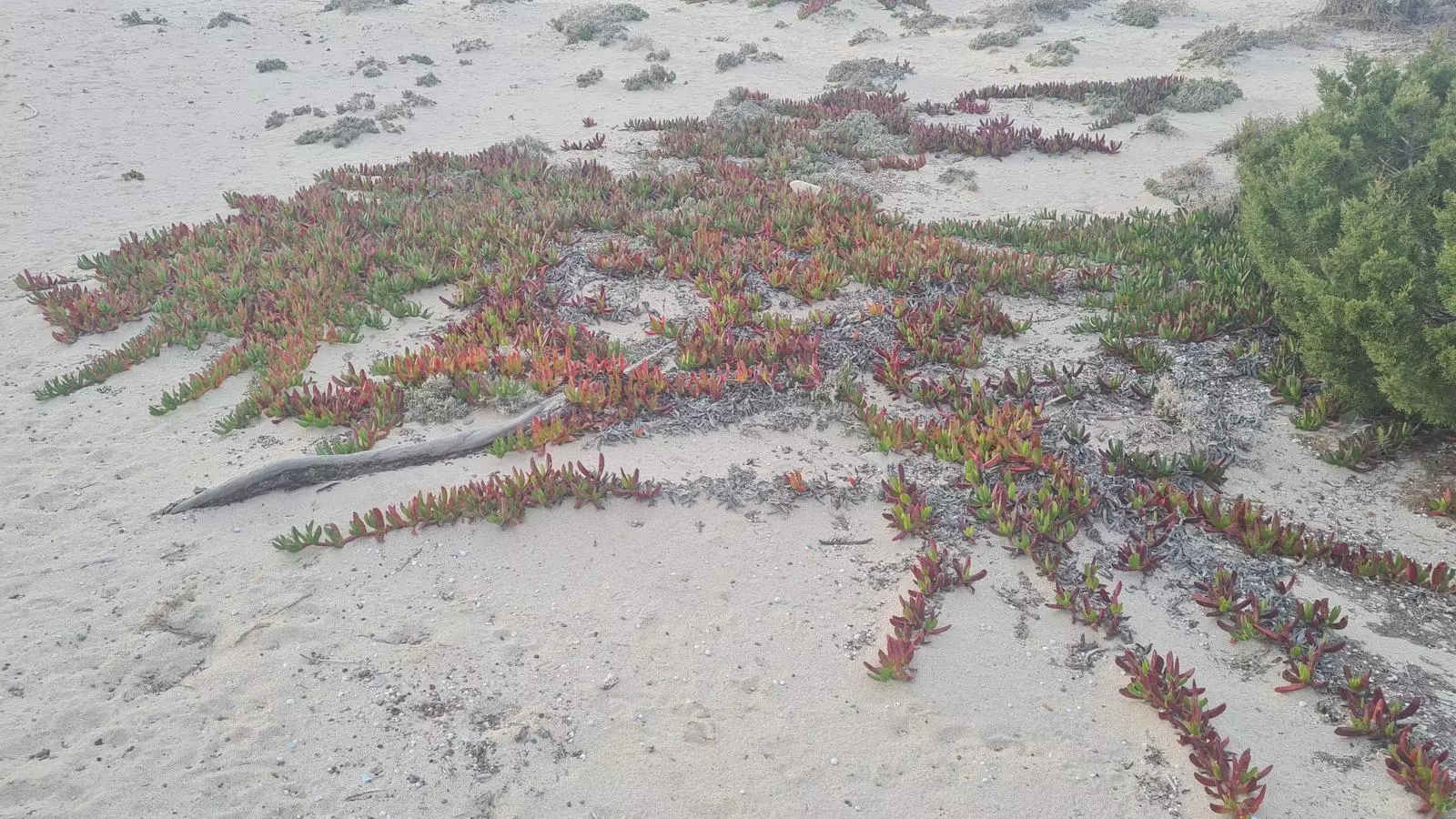 La planta invasora 'carpabrotus'.