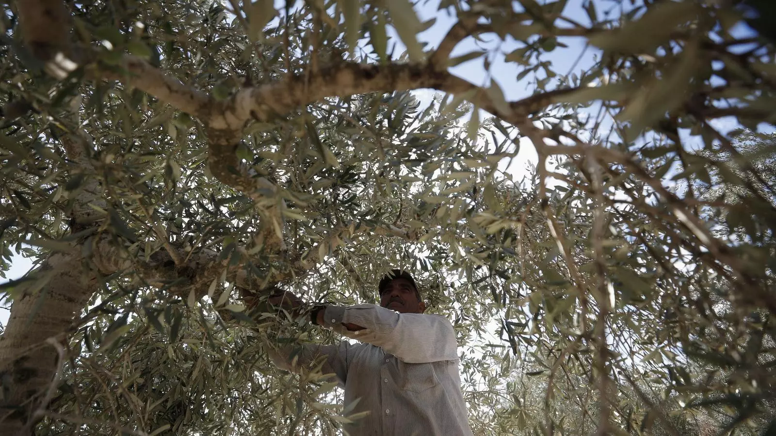 Un agricultor palestí collint olives d'una olivera a la Cisjordània ocupada.