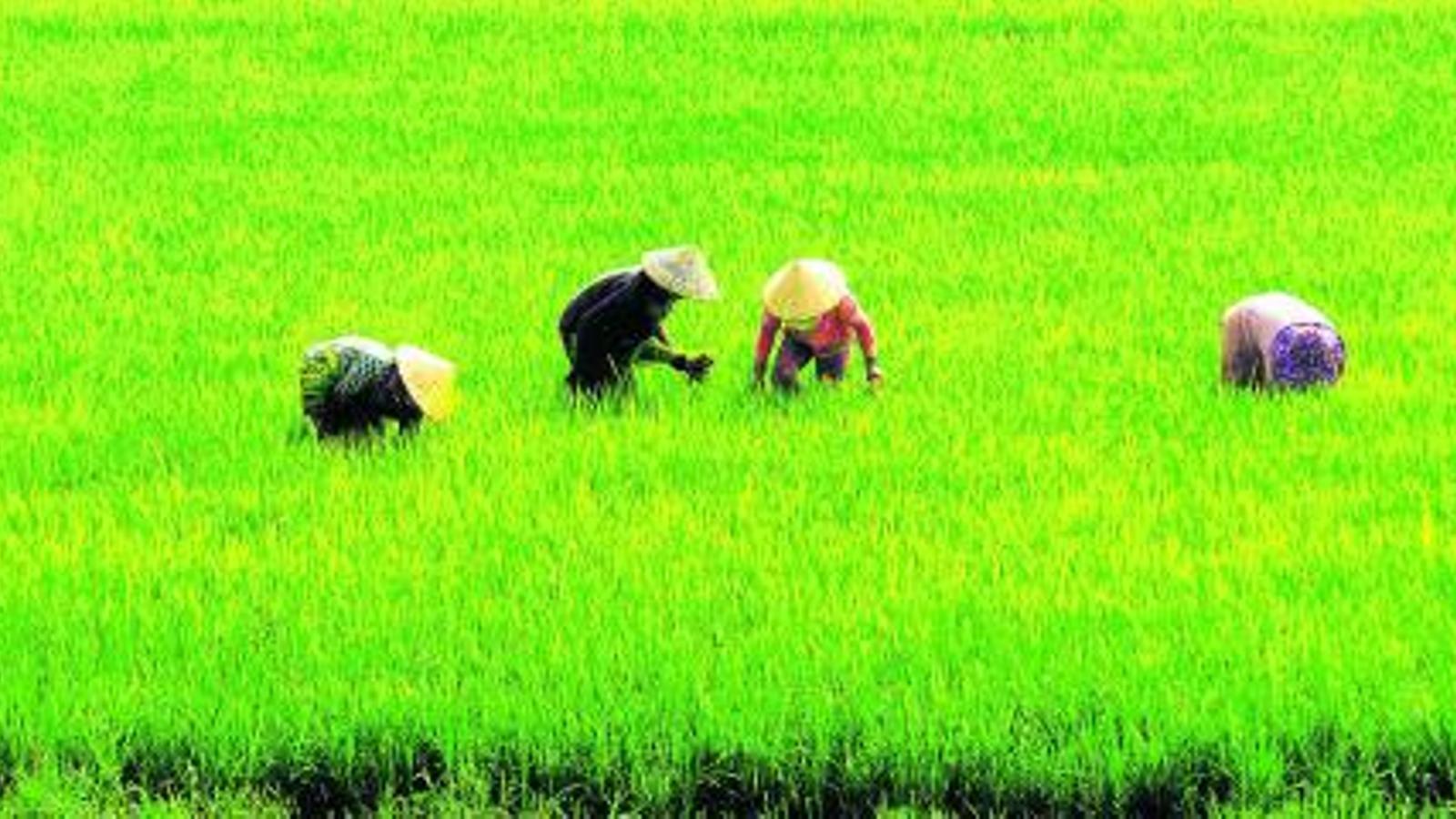 La genètica dels primers agricultors