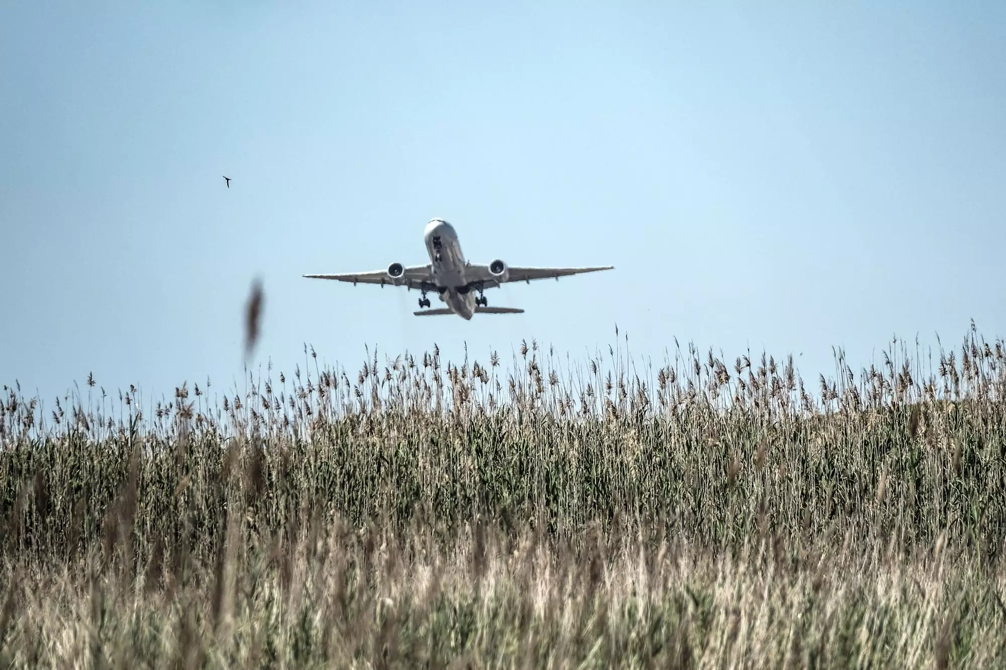 Un avió s'enlaira per damunt de la finca La Ricarda, a l'aeroport de El Prat, a Barcelona