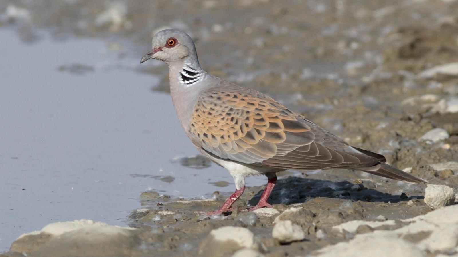 Tórtera europea (Streptopelia turtur), una de les espècies que es poden caçar durant la mitja veda