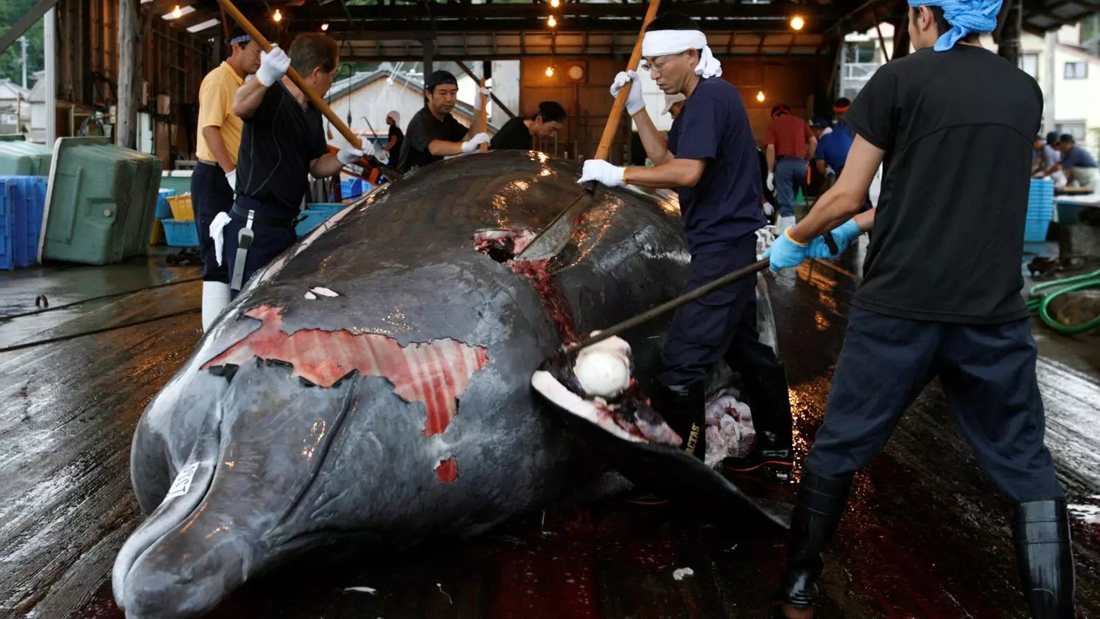 Operaris tallen una balena als sud-est de Toquio.