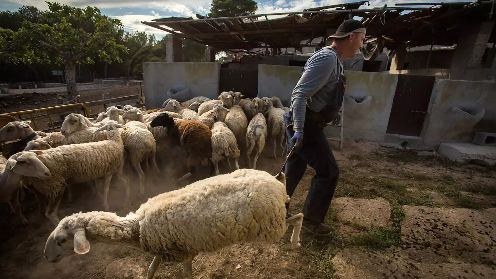 Andrei Salaburo escollint ovelles en una finca de Formentera