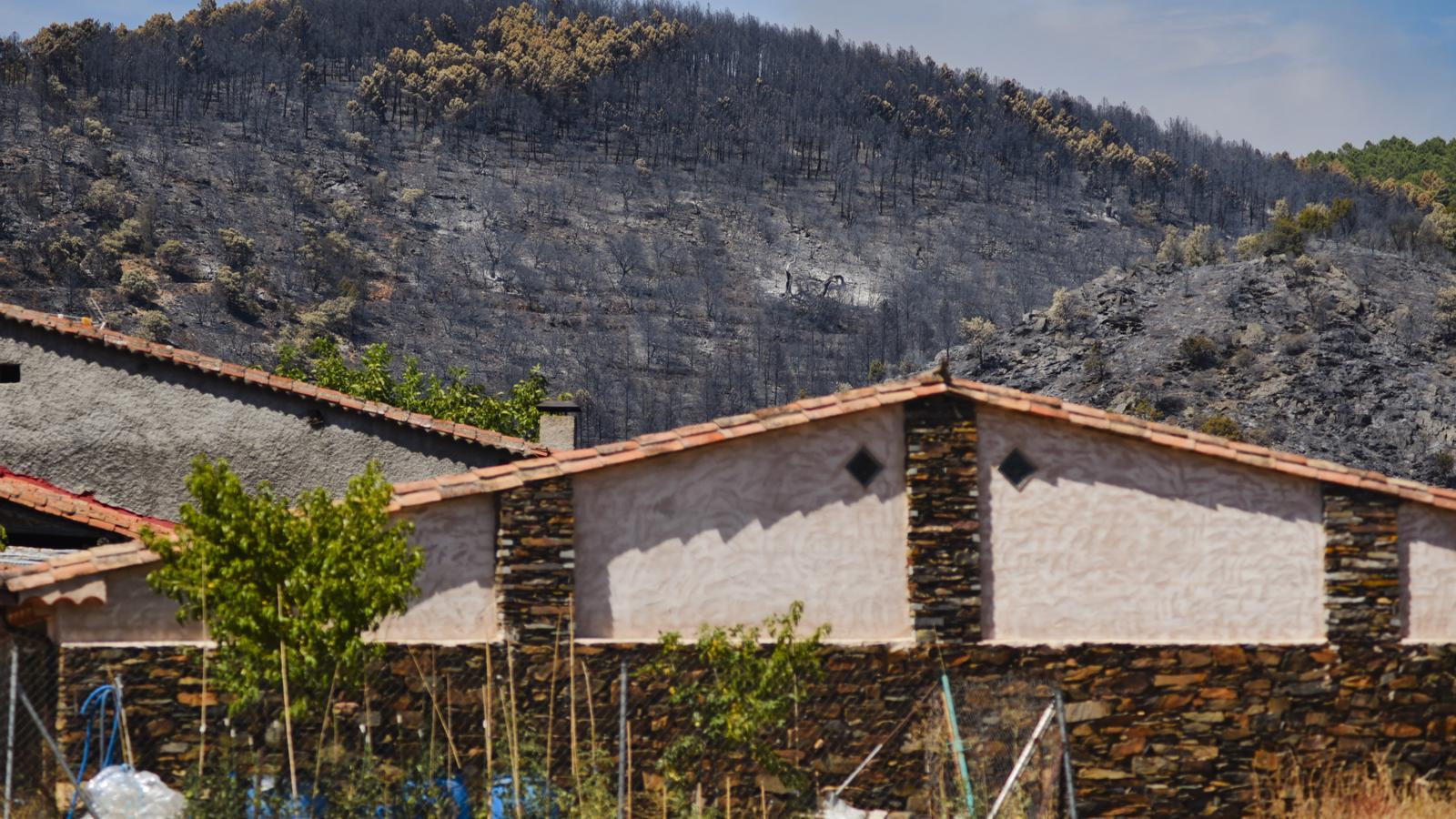 Forest area burned by the wildfire in Muriel, Guadalajara.