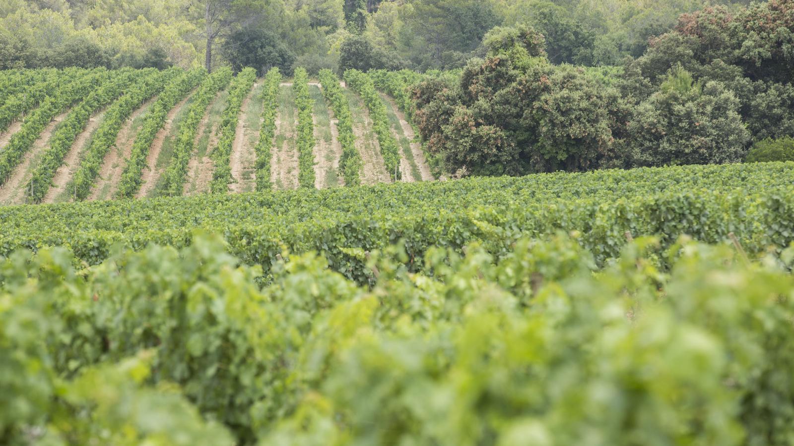 Jean Leon Vineyards, from the DO Penedès