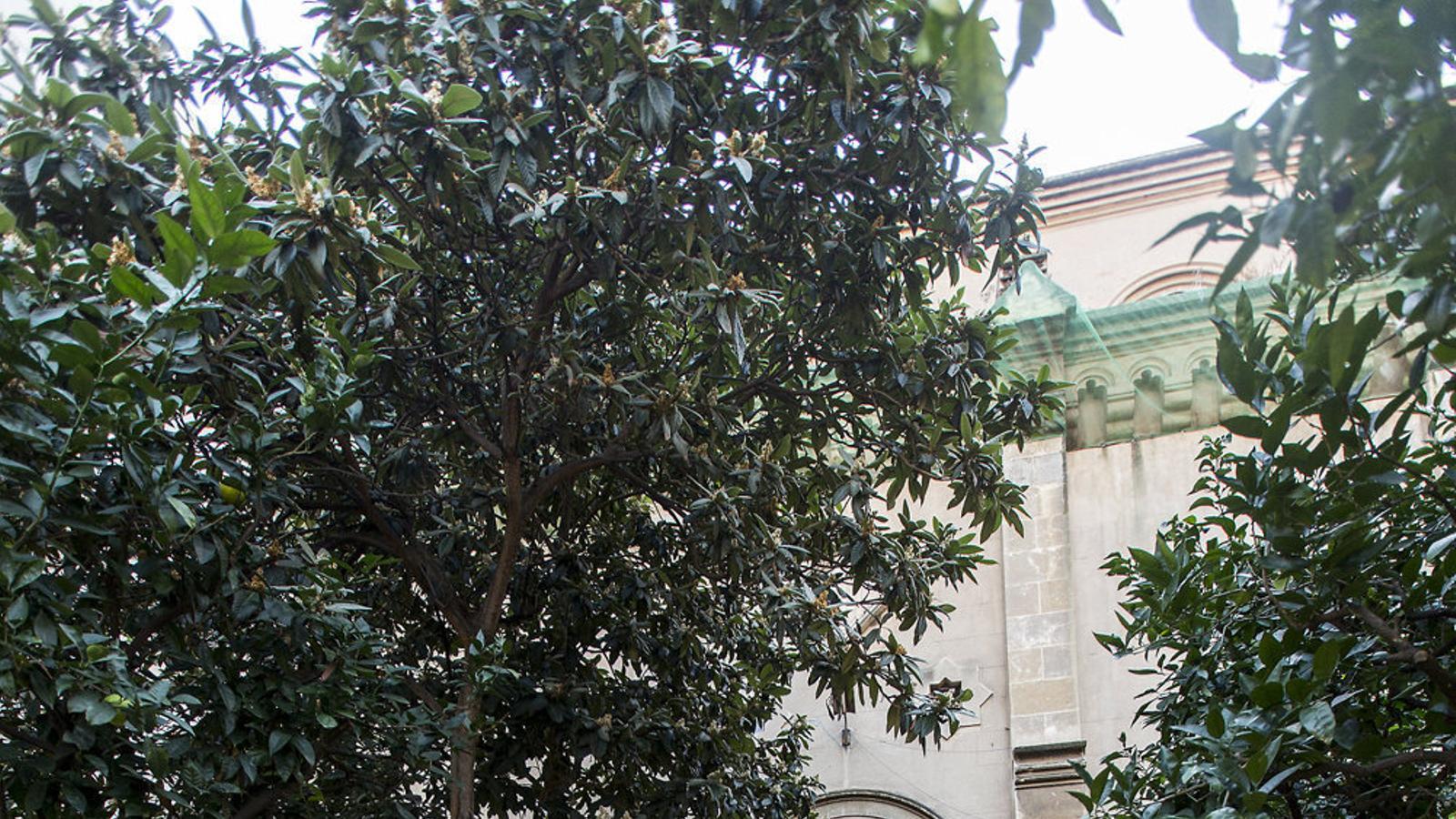 Jardí de la Casa de la Misericòrdia del carrer Elisabets de Barcelona.