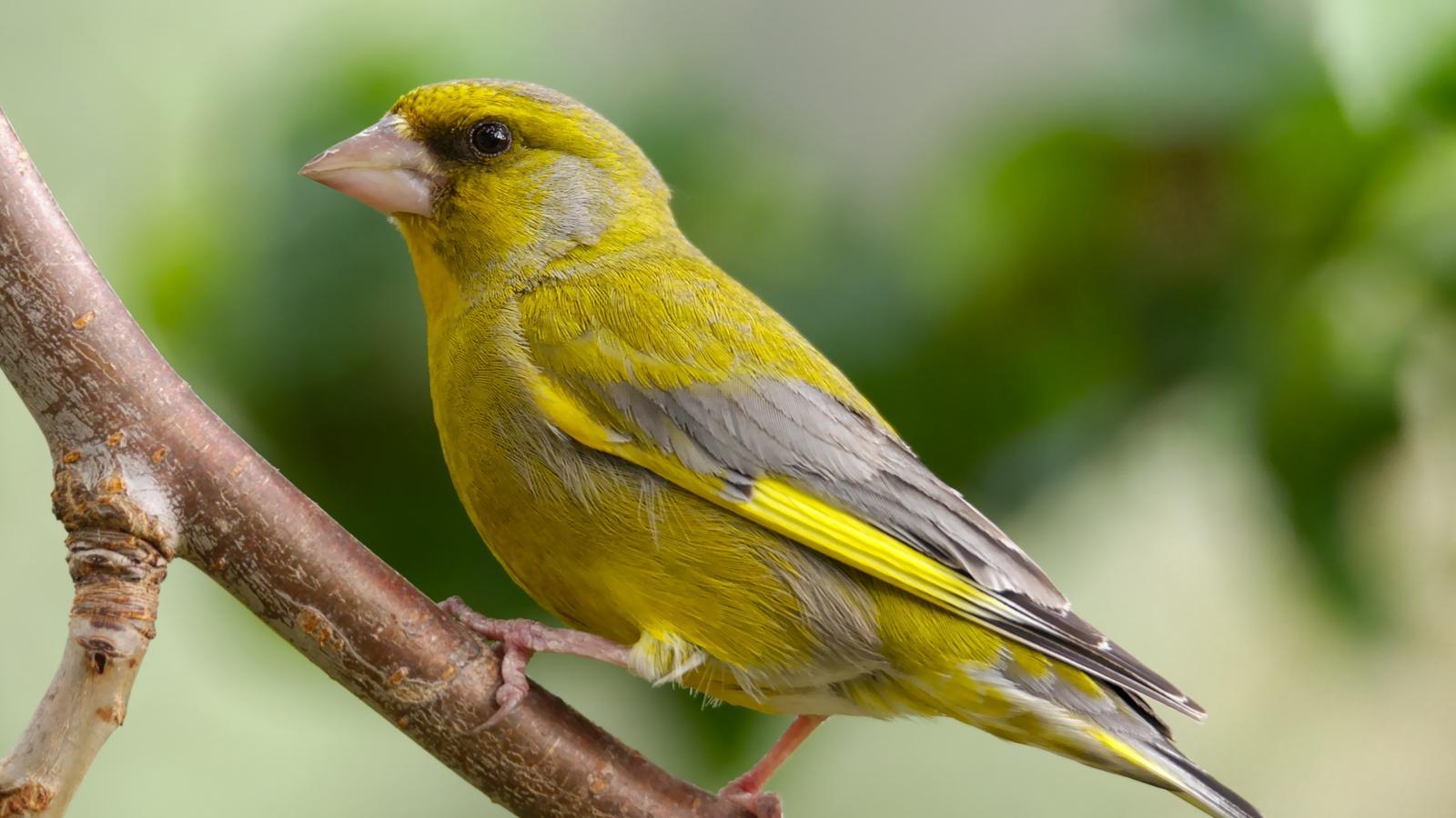 A specimen of verdum.