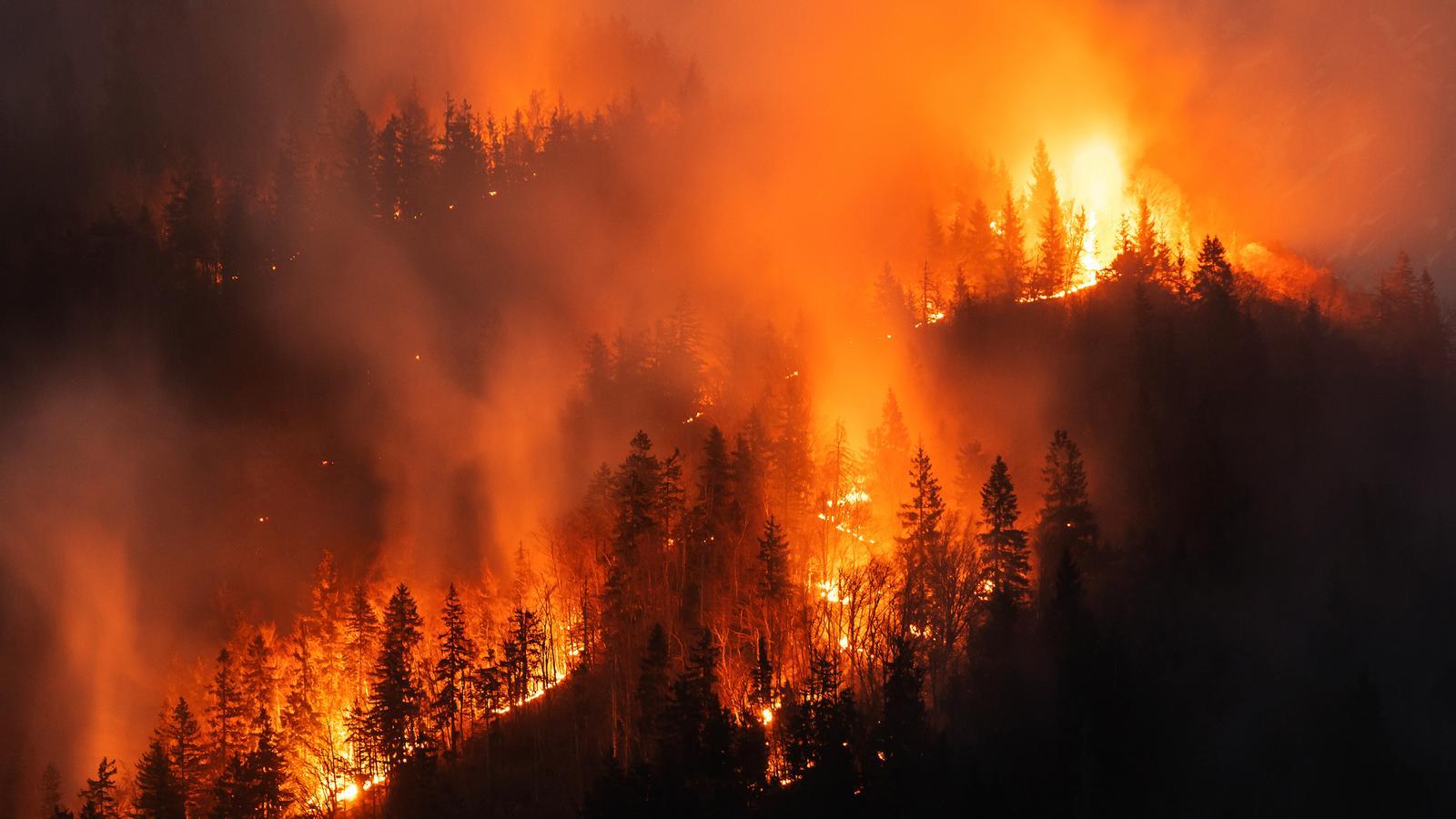 Archival image of a forest fire