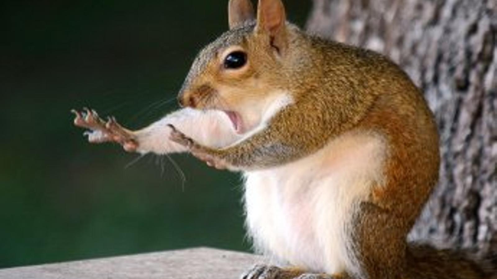 L'esquirol 'sorprès' de Mary McGowan ha guanyat els Comedy Wildlife Photography Awards