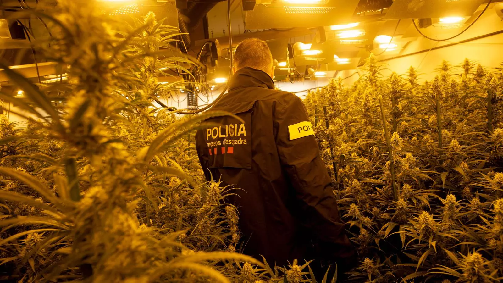 Un investigador dels Mossos en una intervenció per una plantació de marihuana interior.