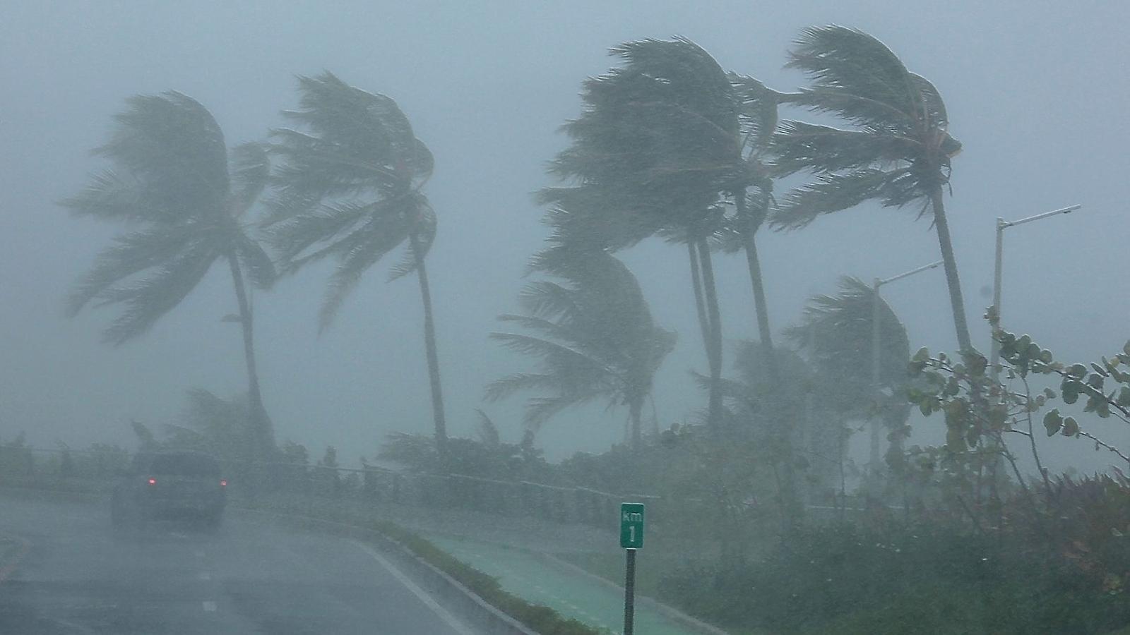 Los vientos huracanados haciendo bailar las palmeras en San Juan de Puerto Rico ayer.
