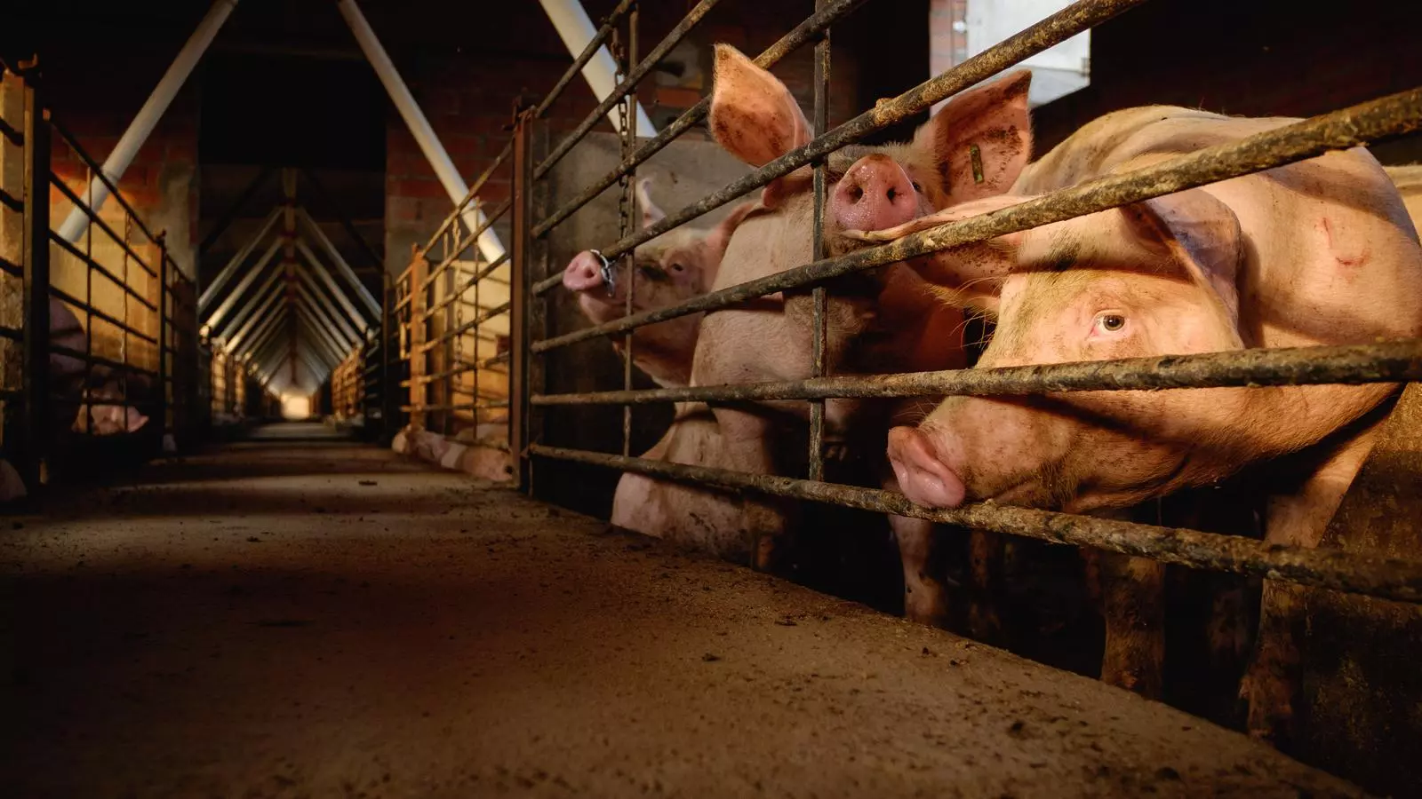 Granja de porcs a Ventalló