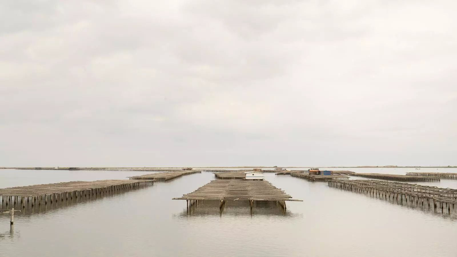 Les muscleres del delta de l'Ebre