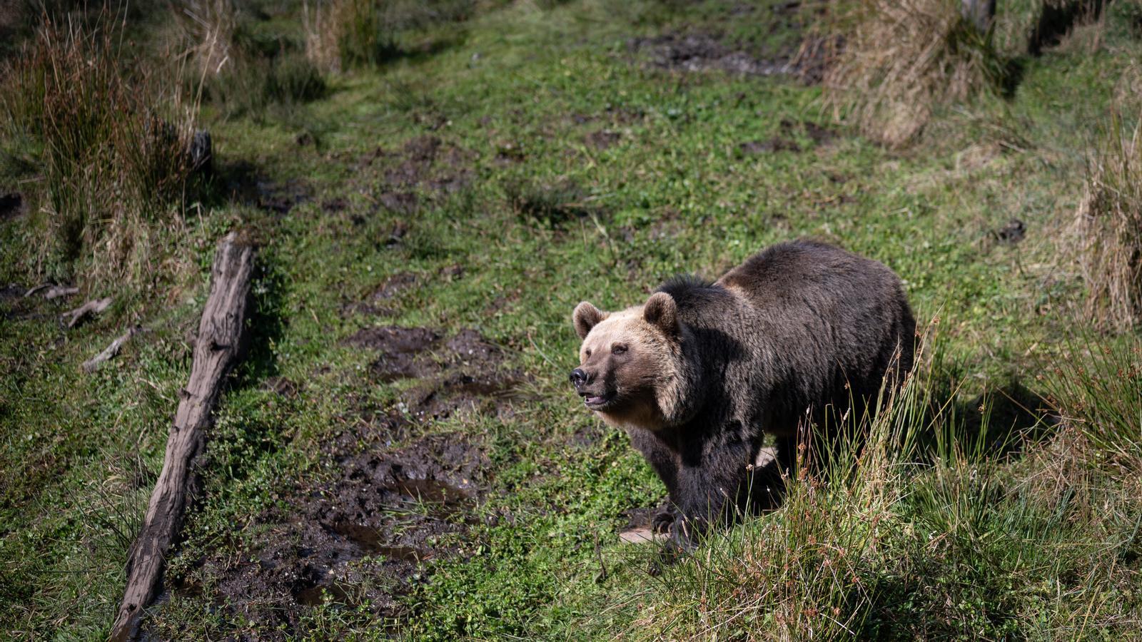 Un oso pardo en la zona pirenaica del Capcir
