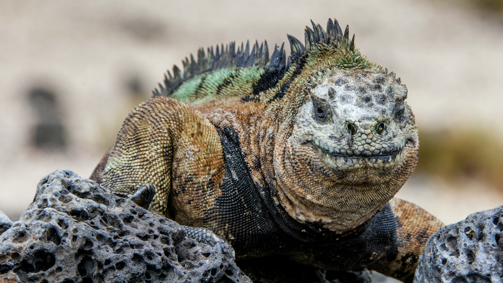 Iguana looks at the camera