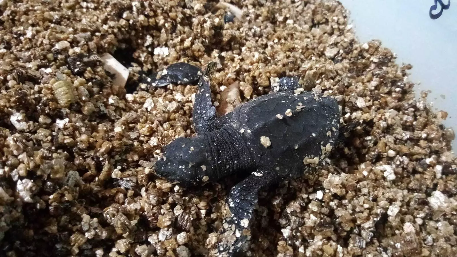 Una de les tortugues que han nascut.
