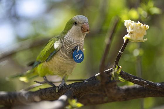 A parrot eating a piece of apple placed on a tree.