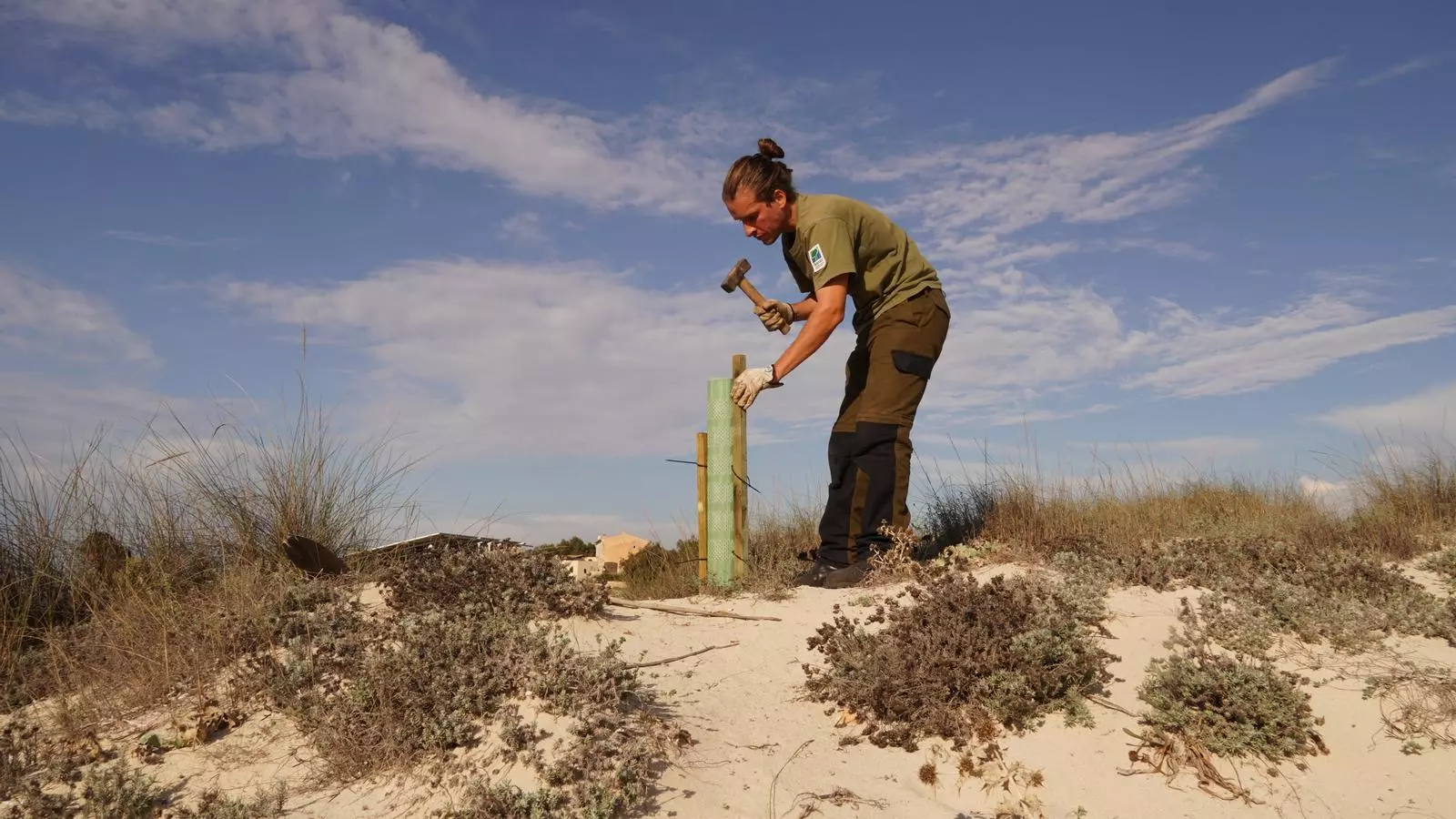 Un tècnic de l'IBANAT sembra un dels 8.000 exemplars a les dunes