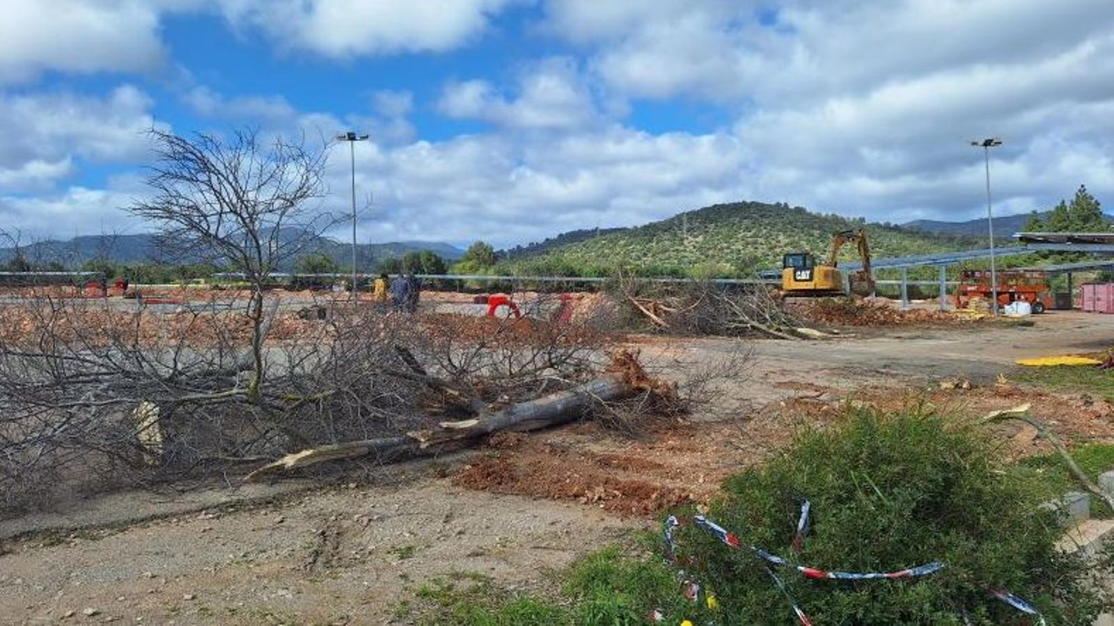Els arbres que s'han talat a la UIB.