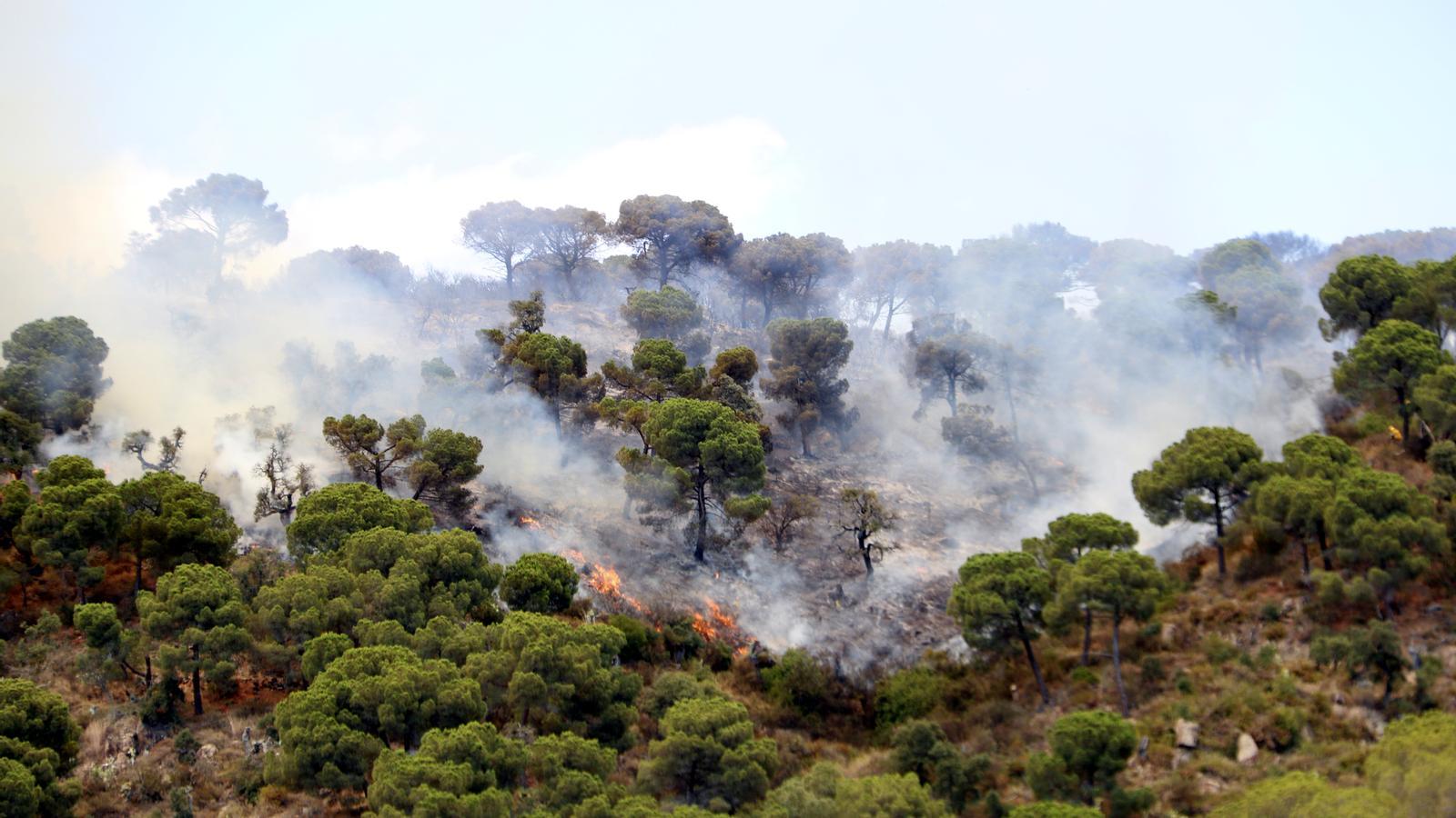 Llamas en Castell d'Aro