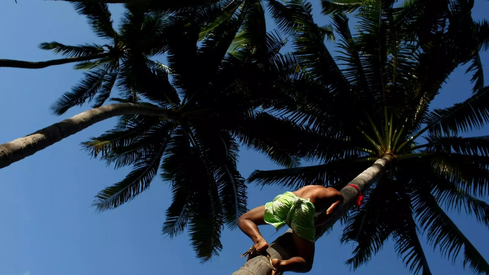 A la Polinesia han creado los campeonatos de subida a una palmera para dar continuidad a una larga tradición