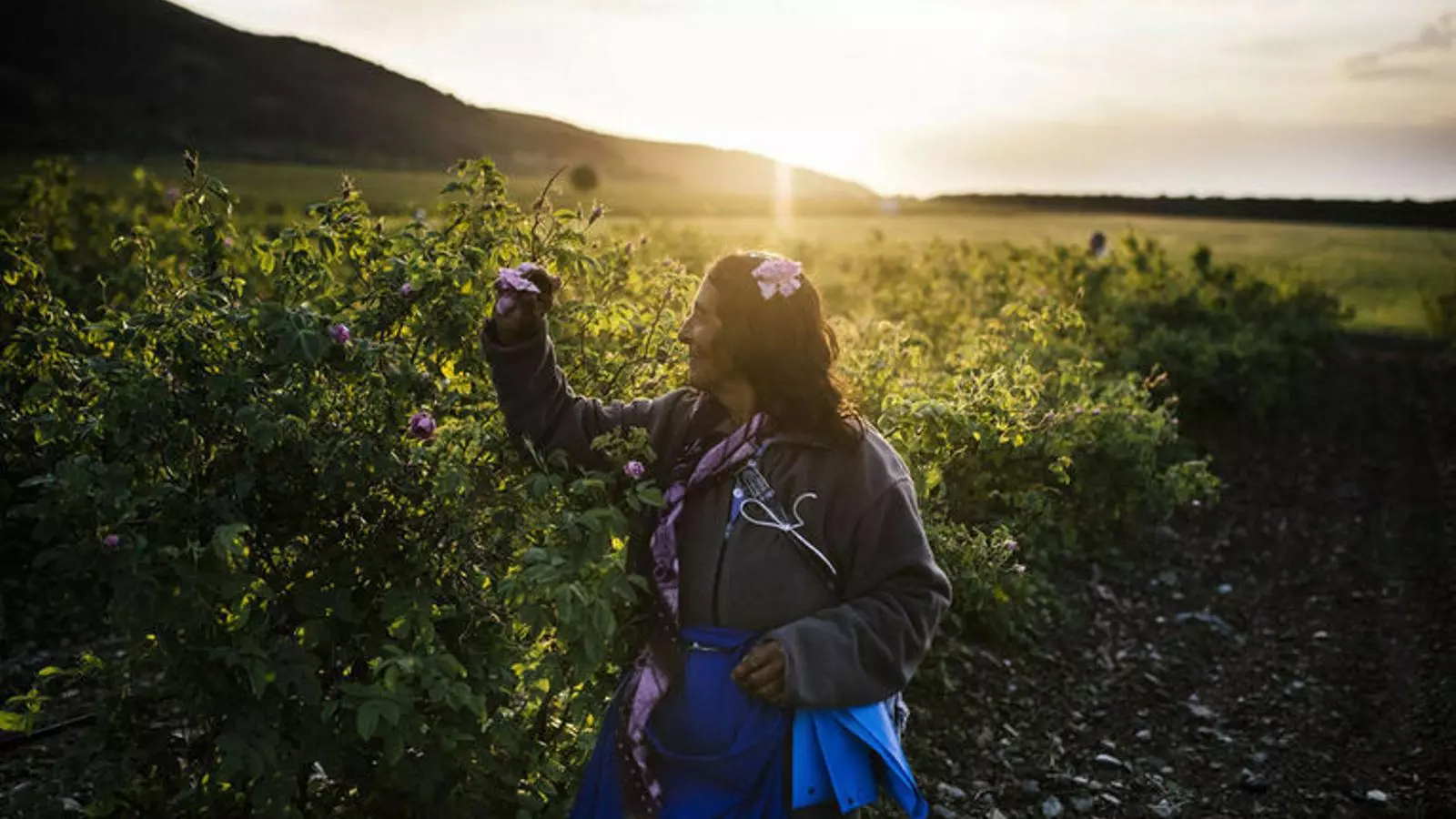 Bulgària cultiva l’essència