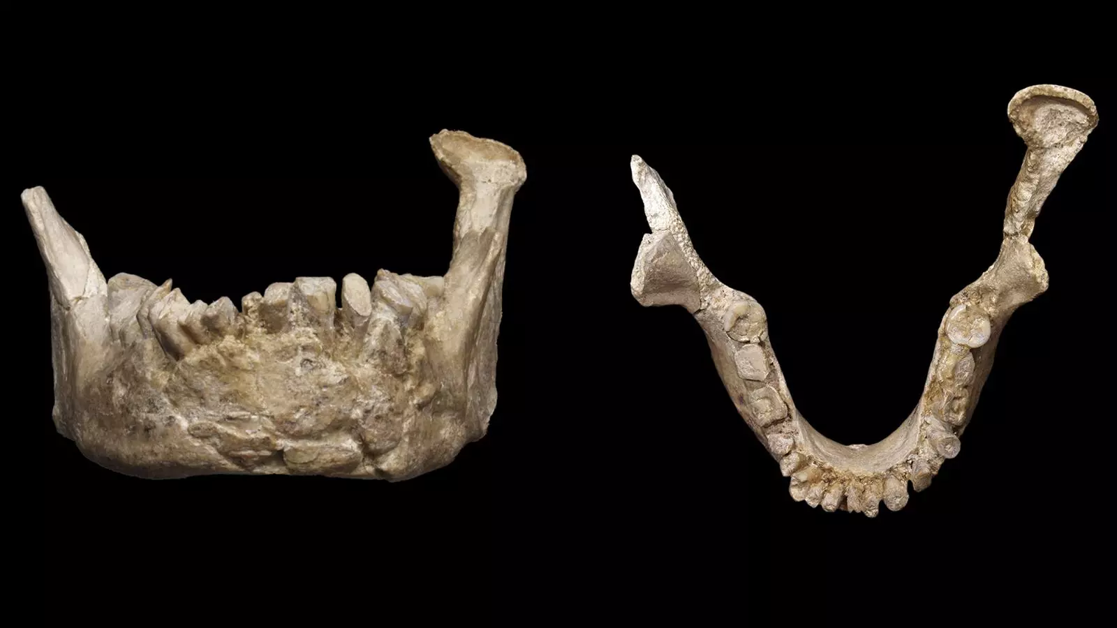 mandibula