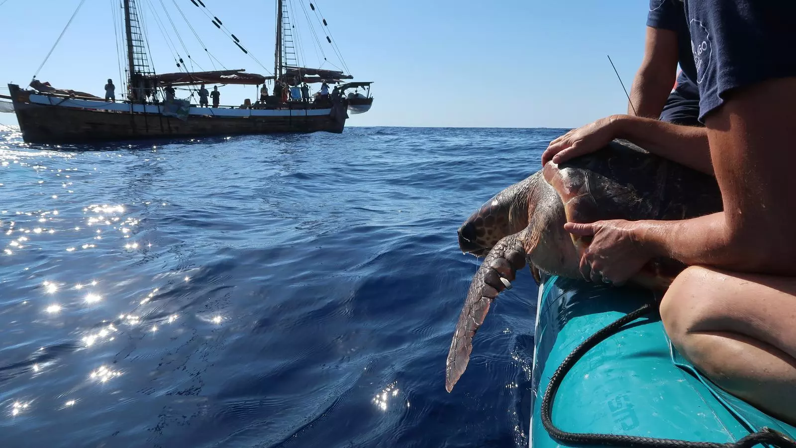Moment de l'alliberament de la tortuga número 1.000 de totes les que han estat rescatades