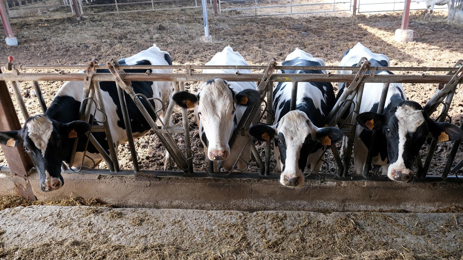 Einer der Milchbauernhöfe, die die Milch an die Damm-Gruppe verkauften