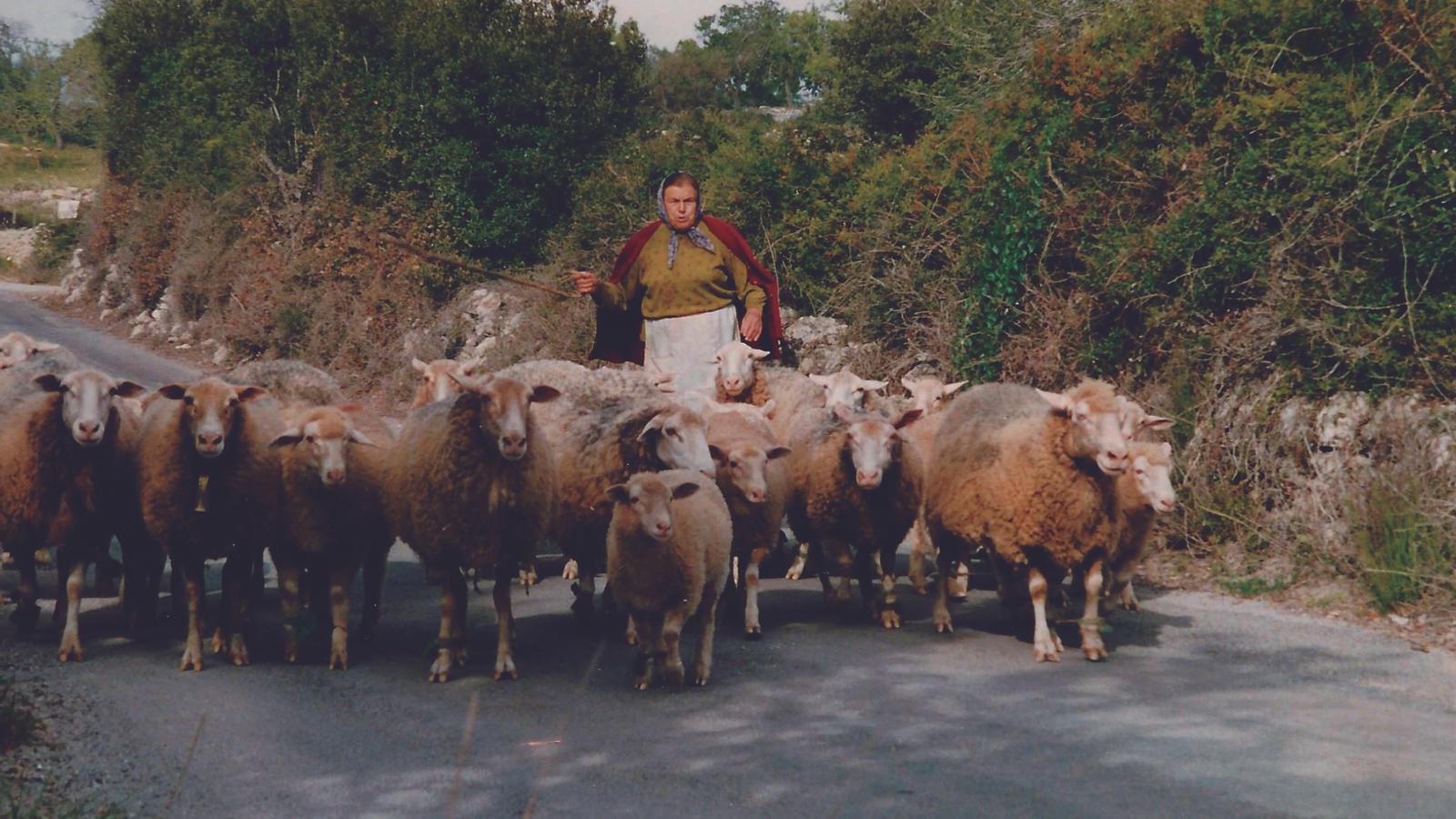 Frau Magdalena Amorós, wie sie eine Schafherde auf ihrem Landgut in Artà führt (1994).