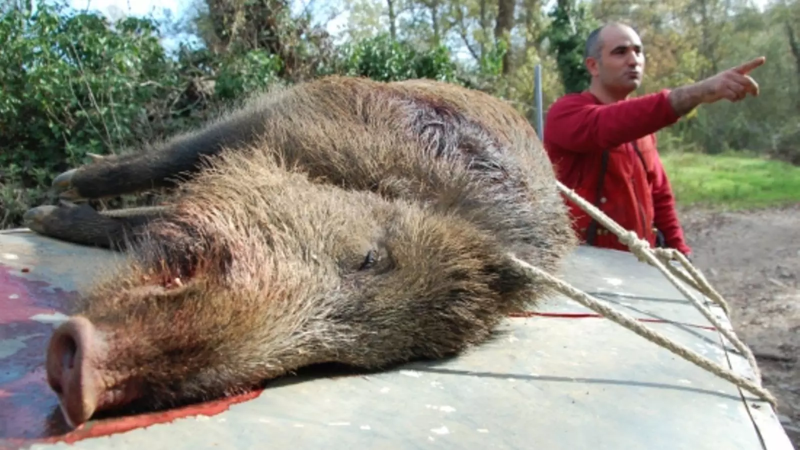 Un senglar abatut per una colla de caçadors gironins en una imatge d'arxiu / ACN