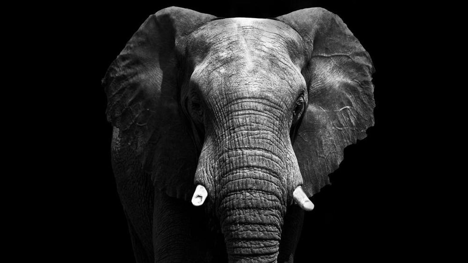 The trunks of Asian elephants have many more and finer wrinkles than those of African elephants. GETTY