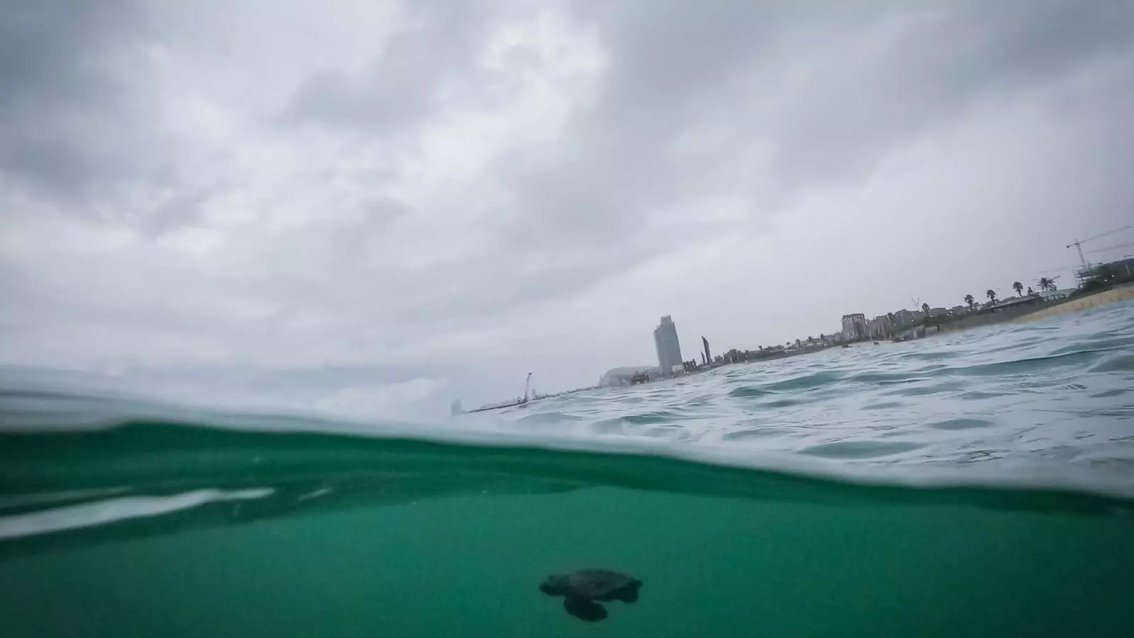 Una de les tortugues dins del mar