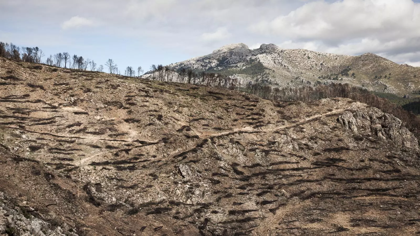 L'Incendi de la Serra de Tramuntana, sis mesos després