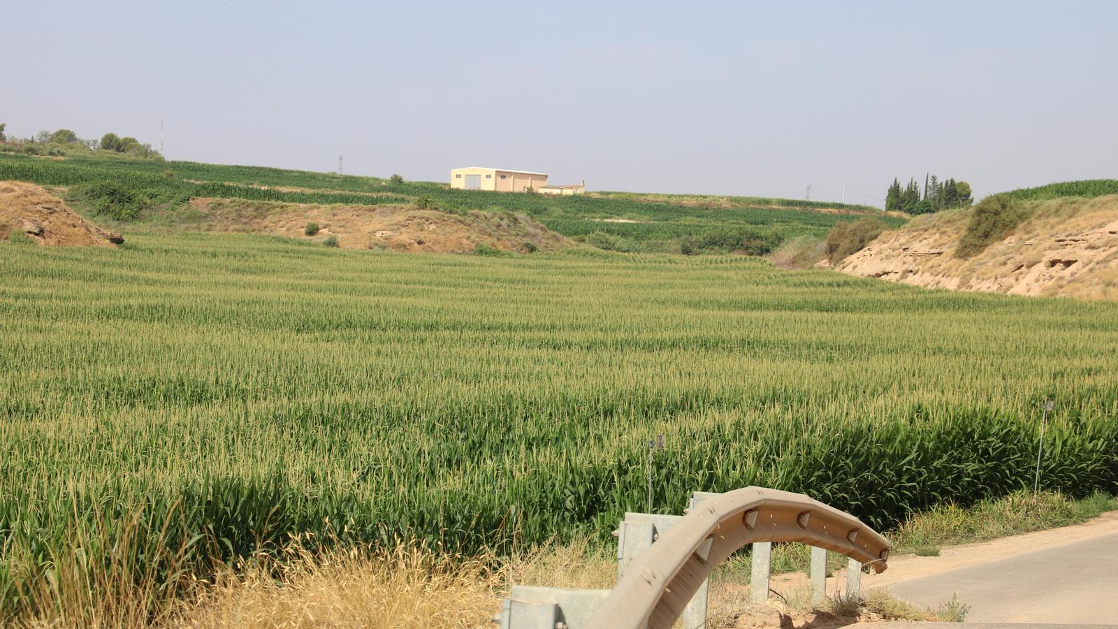One of the corn fields of Soses, in Segrià