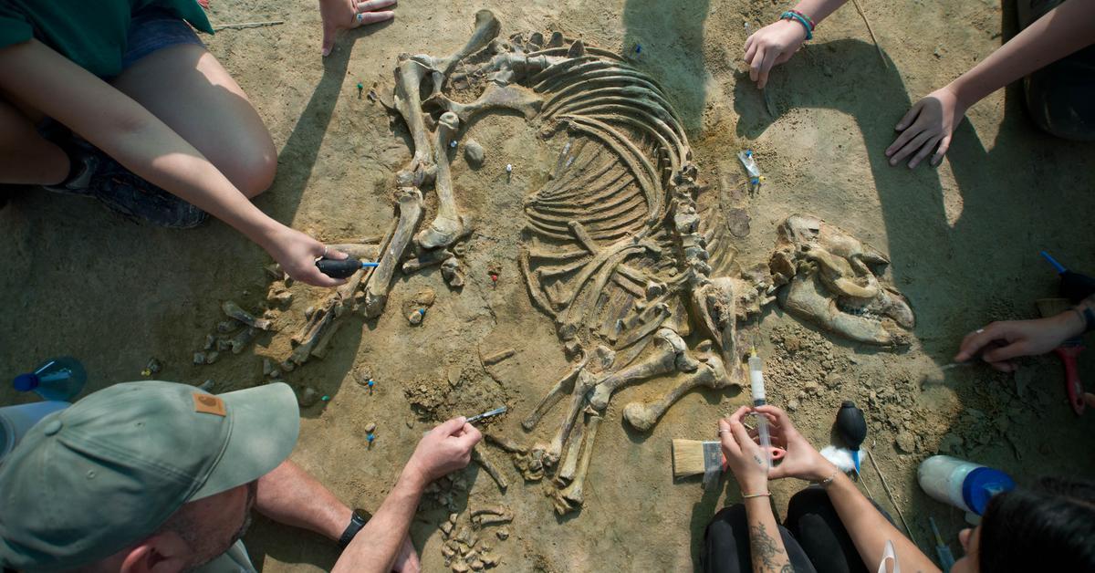 L'esquelet de cria de tapir més complet d'Europa, un exemplar que va viure fa quatre milions d'anys, ha estat trobat al jaciment arqueològic i paleontològic ...
