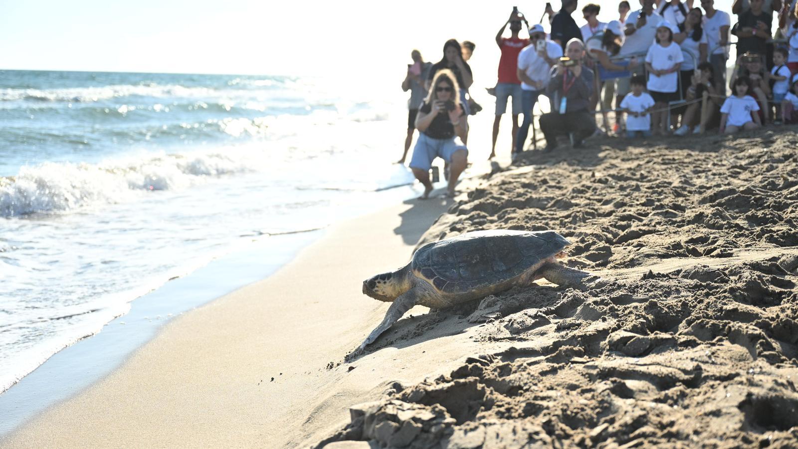 La tortuga devuelta al mar en el marco de la Fiesta de la Playa