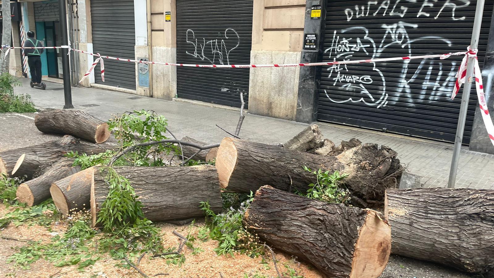 Arbres tallats a Pere Garau.