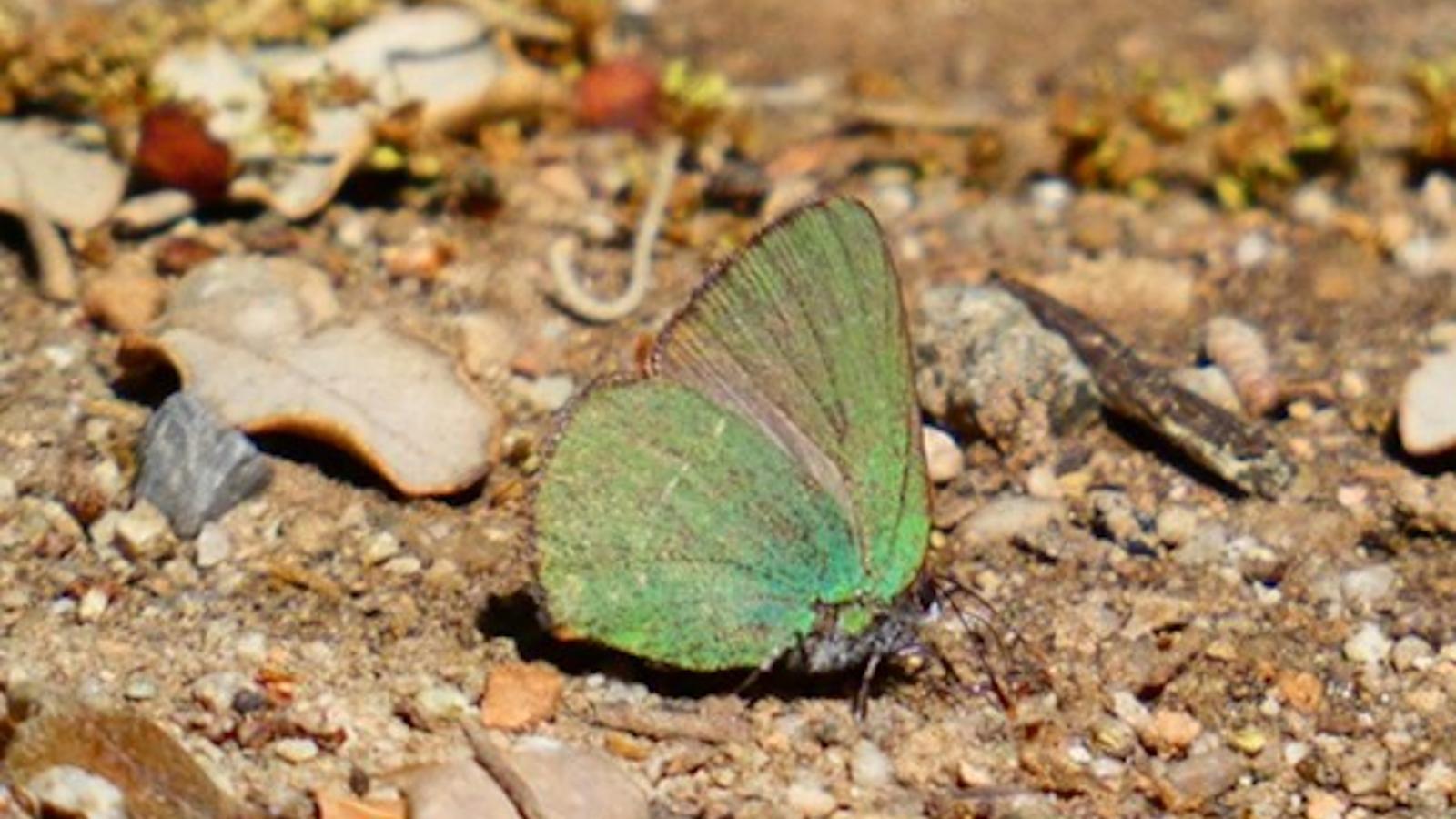 The green butterfly with red eyes detected in Barcelona