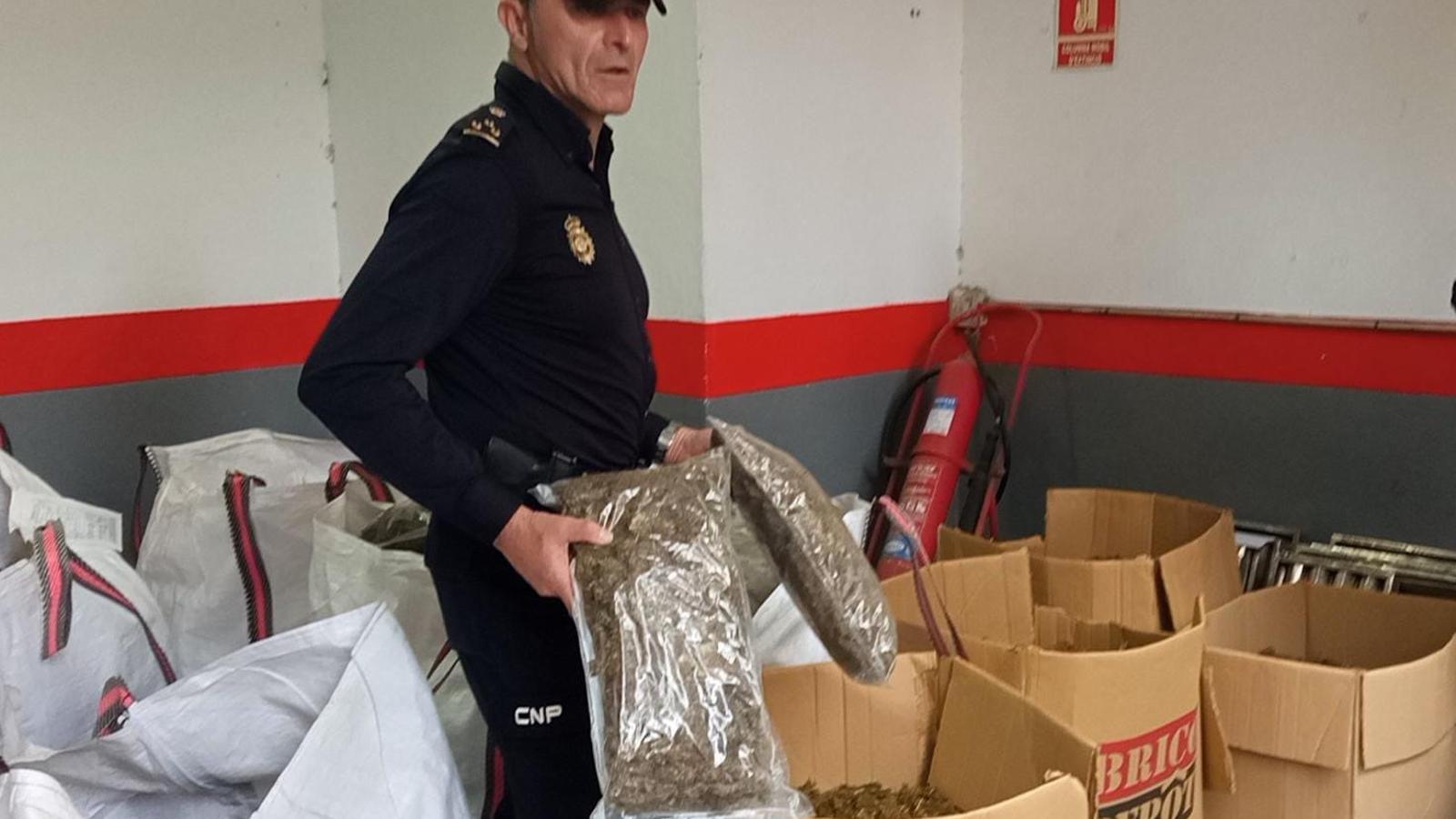 En total, la droga confiscada tant en cabdells com en plantes en fase de floració i assecat s'acostava a la mitja tona.