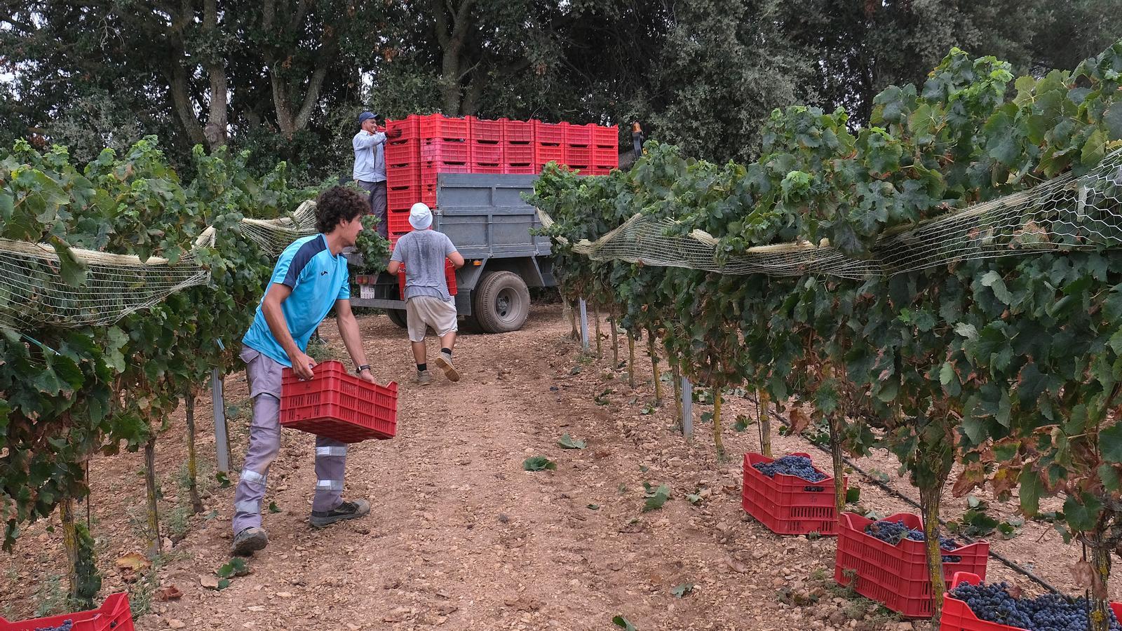 Jaume Forteza con su vehículo, donde carga los cajones de uva para llevar a la bodega.